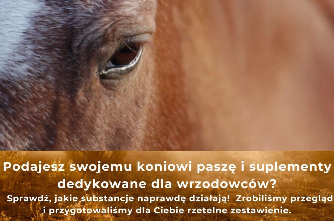 Podajesz swojemu koniowi paszę i suplementy dedykowane dla wrzodowców?